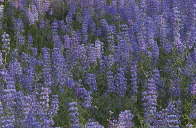 Field of purple flowers along a walking trail