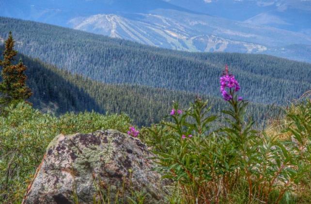 Purple flowers in front of mountain view