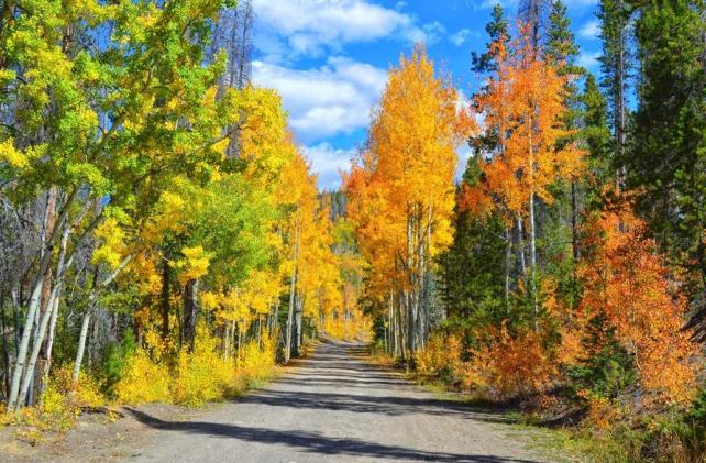 Road with yellow and orange leaves on either side of the road