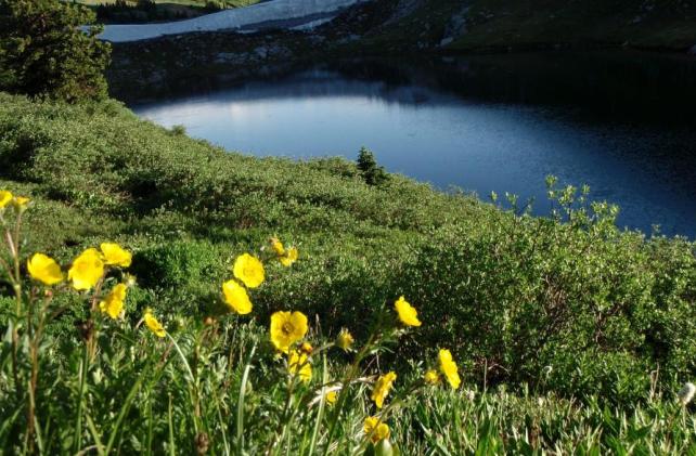 Yellow wildflowers by Rollins Pass Alpine Lake