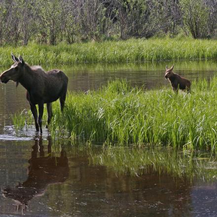 Moose in Rocky Mountain National Park 
