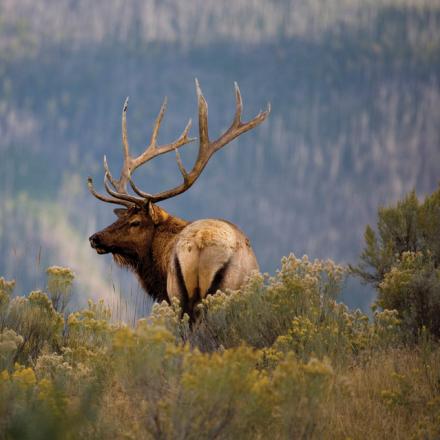 Bull Elk RMNP