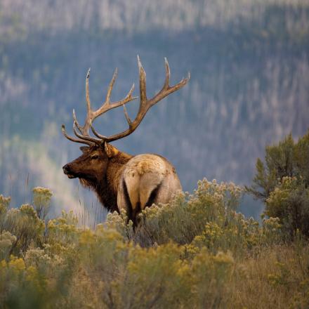 Elk in Winter Park, Colorado 