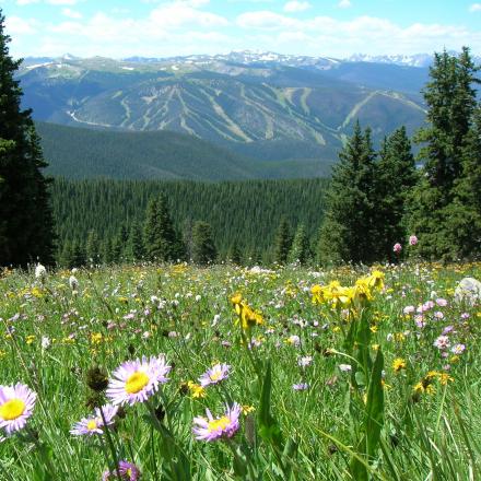Wildflower meadow in Winter Park, Colorado 
