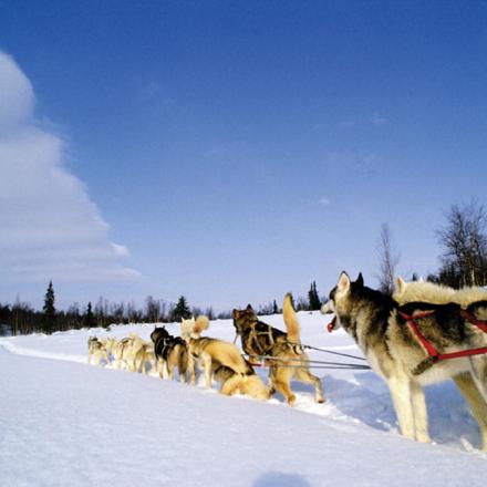 Dog Sled Rides in Winter Park, Colorado