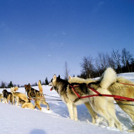 Take a dog sled ride through Winter Park, Colorado