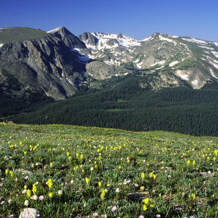 Wildflowers in Rocky Mountain National Park 