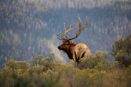 Bull Elk RMNP