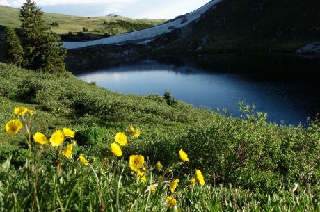 Rollins Pass Alpine Lake With Yellow Flowers near Winter Park, Colorado