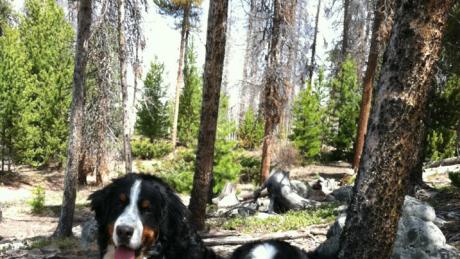 Timber--Tule-2
