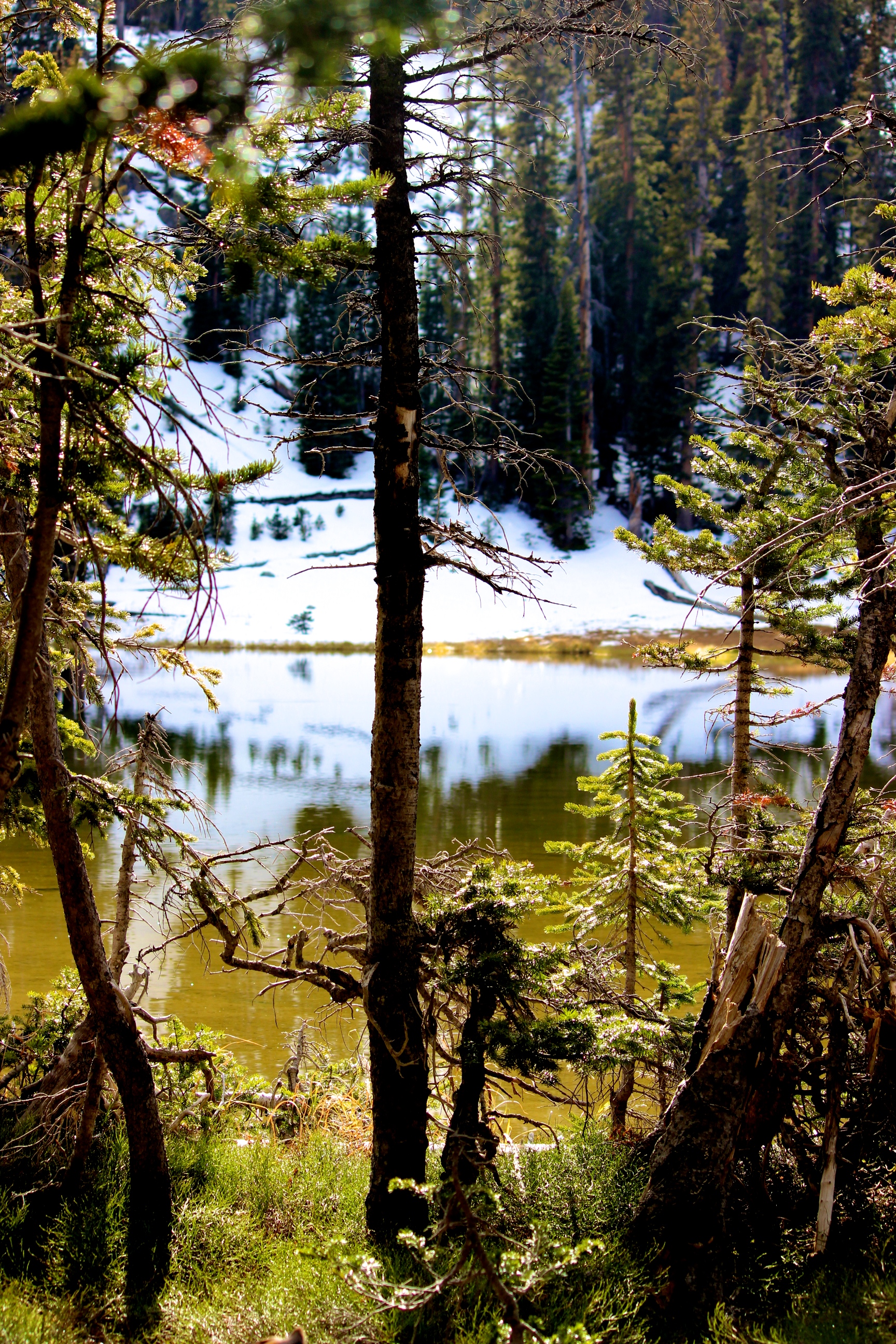 Hike to Lake Evelyn